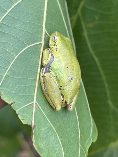 Cinnamon-bellied Reed Frog