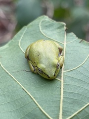 Hyperolius cinnamomeoventris