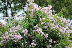 Podranea ricasoliana