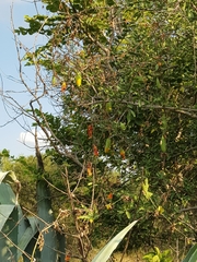 Coccinia sessilifolia sessilifolia