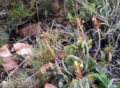 Adromischus sphenophyllus