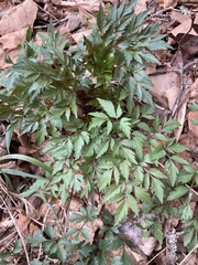 Dicentra eximia