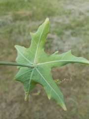 Coccinia sessilifolia sessilifolia