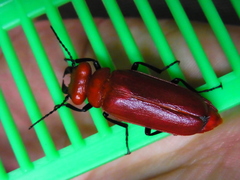 Synhoria maxillosa