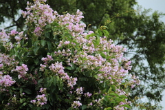 Podranea ricasoliana