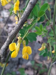 Hippocrepis emerus