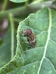 Eristalodes