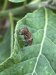 Eristalodes