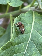 Eristalodes