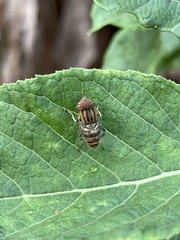 Eristalodes