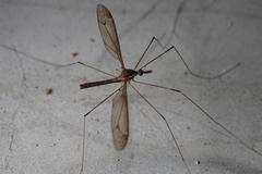 Tipula nova