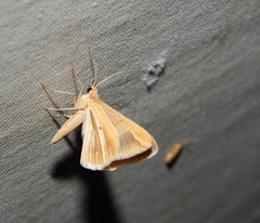 Chiasmia turbulentata