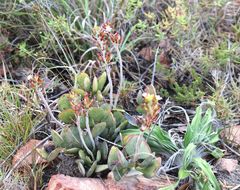 Adromischus sphenophyllus