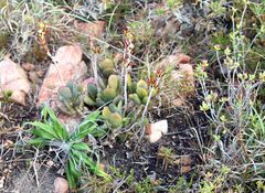 Adromischus sphenophyllus