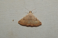 Eublemma gayneri