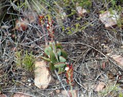 Adromischus sphenophyllus