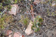 Adromischus sphenophyllus