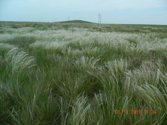 Stipa ucrainica