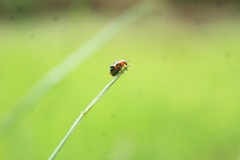 Coleoptera