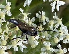 Stenichneumon culpator
