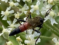 Stenichneumon culpator