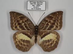Bebearia oxione squalida