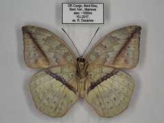 Bebearia oxione squalida