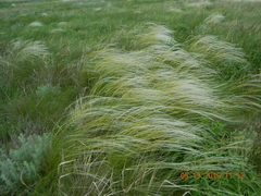 Stipa ucrainica