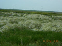 Stipa ucrainica