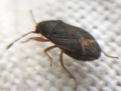 Stygnocoris
