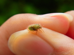 Megacopta punctatissima