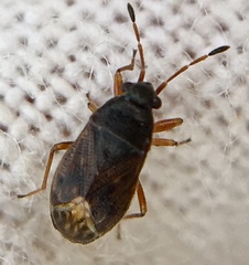 Stygnocoris