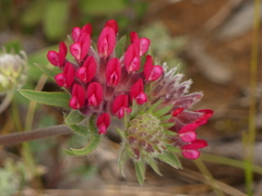 Anthyllis vulneraria rubriflora