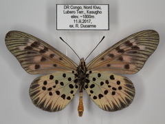 Acraea pharsalus