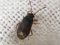 Stygnocoris