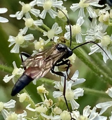 Stenichneumon culpator