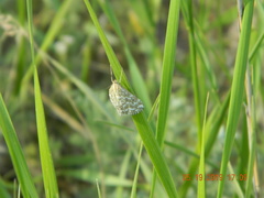 Evergestis frumentalis