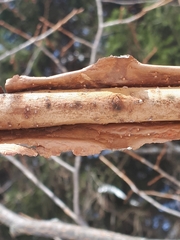 Vuilleminia comedens