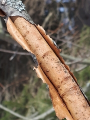 Vuilleminia comedens