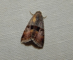Ozarba megaplaga