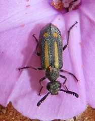 Ceroctis trifurca