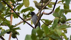 Schistochlamys melanopis