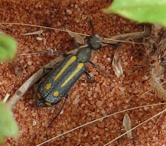 Ceroctis trifurca