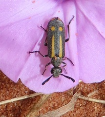 Ceroctis trifurca