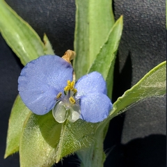 Commelina livingstonii