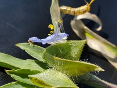 Commelina livingstonii
