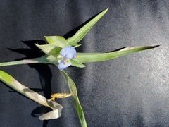 Commelina livingstonii