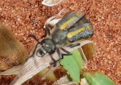 Ceroctis trifurca