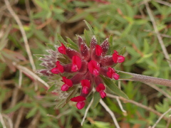 Anthyllis vulneraria rubriflora