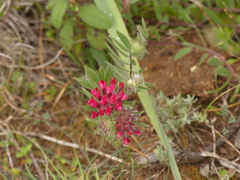Anthyllis vulneraria rubriflora
